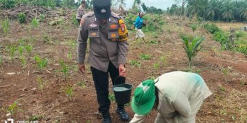 Polsek Tandun Intensif Kawal Budidaya Jagung Pipil, Dukung Percepatan Swasembada Pangan Nasional