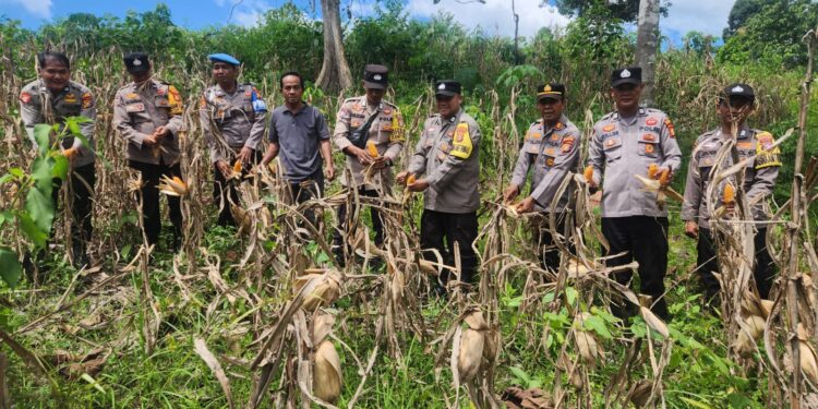 Polsek Rambah Monitoring Perkembangan Tanaman Jagung tang akan di Panen di Desa Kaiti dalam Rangka Swasembada Pangan