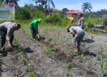 Polisi Cinta Petani: Polsek Kunto Darussalam Perkuat Pendampingan Jagung Hibrida di pasir Luhur