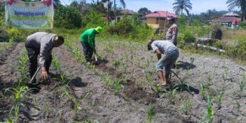 Polisi Cinta Petani: Polsek Kunto Darussalam Perkuat Pendampingan Jagung Hibrida di pasir Luhur