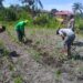 Polisi Cinta Petani: Polsek Kunto Darussalam Perkuat Pendampingan Jagung Hibrida di pasir Luhur