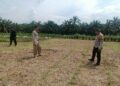 Polsek Rokan IV Koto Pantau Pertumbuhan Jagung, Dukung Peningkatan Produksi Menuju Swasembada Pangan Nasional