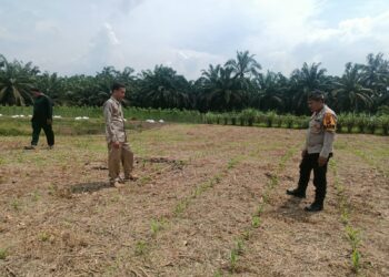 Polsek Rokan IV Koto Pantau Pertumbuhan Jagung, Dukung Peningkatan Produksi Menuju Swasembada Pangan Nasional