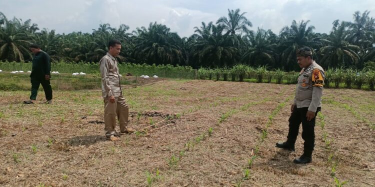 Polsek Rokan IV Koto Pantau Pertumbuhan Jagung, Dukung Peningkatan Produksi Menuju Swasembada Pangan Nasional