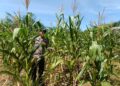 Perkuat Ketersediaan Pangan untuk Ketahanan Pangan Nasional, Polsek Rambah Hilir Pantau Perkembangan Jagung Hibrida Masyarakat