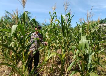 Perkuat Ketersediaan Pangan untuk Ketahanan Pangan Nasional, Polsek Rambah Hilir Pantau Perkembangan Jagung Hibrida Masyarakat