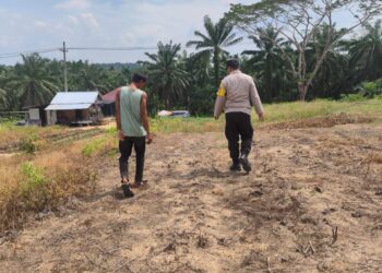 Polri Perkuat Ketersediaan Pangan Nasional, Polsek Rokan IV Koto Intensif Pantau Perkembangan Jagung Desa Lubuk Bendahara 