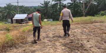 Polri Perkuat Ketersediaan Pangan Nasional, Polsek Rokan IV Koto Intensif Pantau Perkembangan Jagung Desa Lubuk Bendahara 