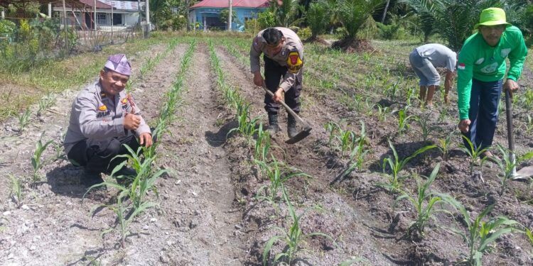 Polri Kawal Stabilitas Pangan dari Desa, Polsek Kunto Darussalam Perkuat Ketahanan Pangan Nasional melalui Budidaya Jagung Hibrida