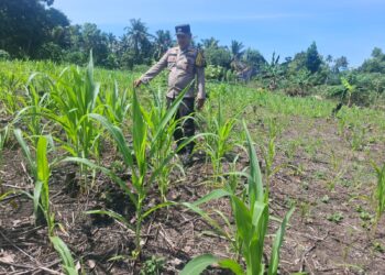 Polsek Rambah Hilir Dukung Swasembada Pangan Nasional, Lakukan Monitoring Tanaman Jagung untuk Perkuat Kemandirian Pangan Desa Sejati