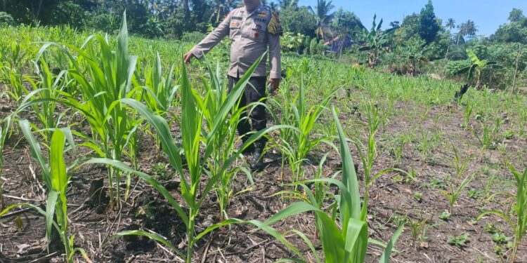 Polsek Rambah Hilir Dukung Swasembada Pangan Nasional, Lakukan Monitoring Tanaman Jagung untuk Perkuat Kemandirian Pangan Desa Sejati