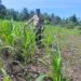 Polsek Rambah Hilir Dukung Swasembada Pangan Nasional, Lakukan Monitoring Tanaman Jagung untuk Perkuat Kemandirian Pangan Desa Sejati