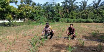 Polsek Rokan IV Koto Dorong Kemandirian Pangan Melalui Penguatan Swasembada di Desa Suligi