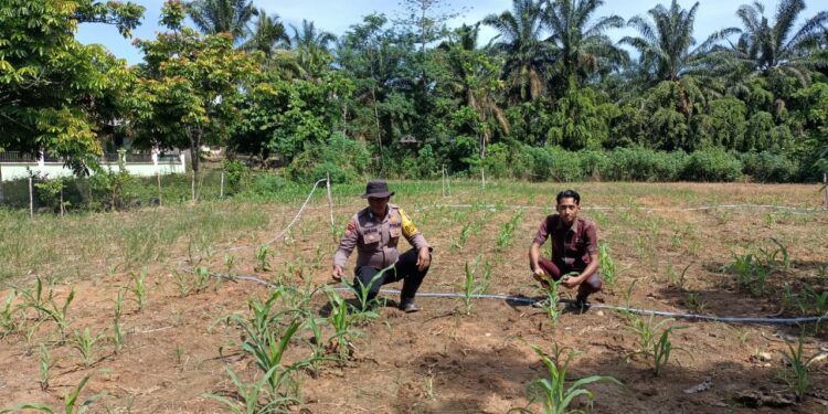 Polsek Rokan IV Koto Dorong Kemandirian Pangan Melalui Penguatan Swasembada di Desa Suligi