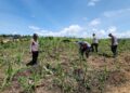 Polsek Rambah Kawal Program Swasembada Pangan Nasional, Cek Lahan Jagung di Desa Tanjung Belit