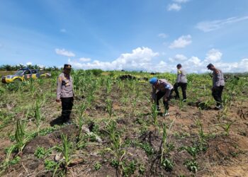 Polsek Rambah Kawal Program Swasembada Pangan Nasional, Cek Lahan Jagung di Desa Tanjung Belit