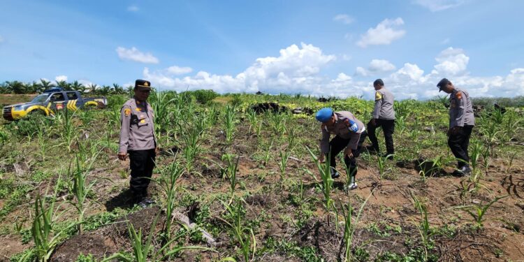 Polsek Rambah Kawal Program Swasembada Pangan Nasional, Cek Lahan Jagung di Desa Tanjung Belit