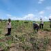 Polsek Rambah Kawal Program Swasembada Pangan Nasional, Cek Lahan Jagung di Desa Tanjung Belit