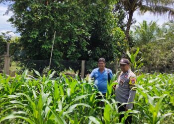Dukung Swasembada Pangan Nasional, Polsek Tandun Perkuat Kemandirian Pangan di Desa Sei Kuning