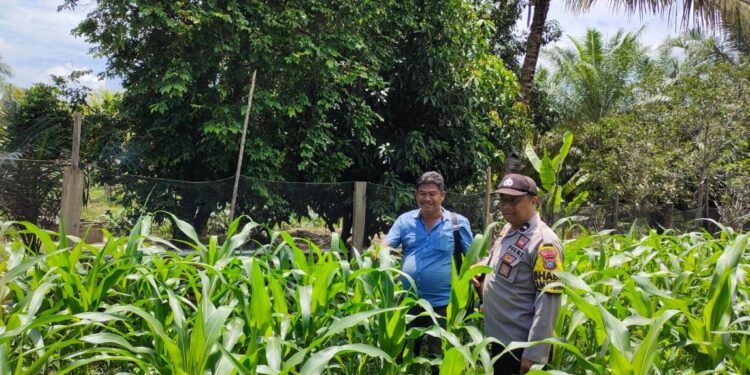 Dukung Swasembada Pangan Nasional, Polsek Tandun Perkuat Kemandirian Pangan di Desa Sei Kuning