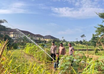 Polres Rokan Hulu Intensif Rawat Jagung Hibrida di Musim Kemarau, Dukung Ketahanan Pangan Nasional