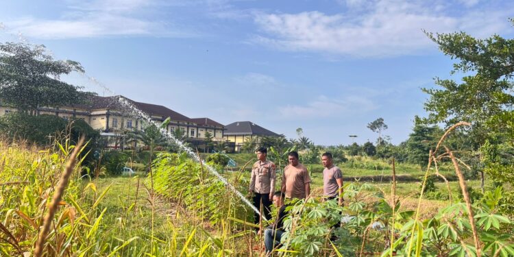 Polres Rokan Hulu Intensif Rawat Jagung Hibrida di Musim Kemarau, Dukung Ketahanan Pangan Nasional