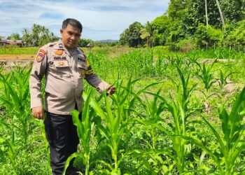 Kondisi Jagung Hibrida di Koto Ruang Stabil, Polsek Rokan IV Koto Kawal Ketahanan Pangan Desa