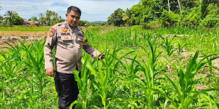 Kondisi Jagung Hibrida di Koto Ruang Stabil, Polsek Rokan IV Koto Kawal Ketahanan Pangan Desa
