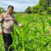 Kondisi Jagung Hibrida di Koto Ruang Stabil, Polsek Rokan IV Koto Kawal Ketahanan Pangan Desa