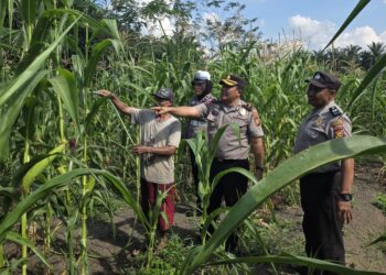 Polsek Ujungbatu Intensifkan Perawatan Jagung Binaan, Dukung Ketahanan Pangan Nasional