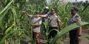 Polsek Ujungbatu Intensifkan Perawatan Jagung Binaan, Dukung Ketahanan Pangan Nasional