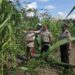 Polsek Ujungbatu Intensifkan Perawatan Jagung Binaan, Dukung Ketahanan Pangan Nasional