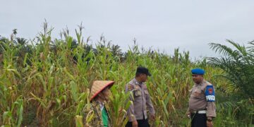 Polsek Rambah Hilir Perkuat Sektor Hulu Pertanian untuk Mendukung Ketahanan Pangan Nasional