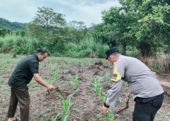 Polsek Rokan IV Koto Tingkatkan Dukungan Sarana dan Prasarana Pertanian untuk Percepatan Swasembada Pangan