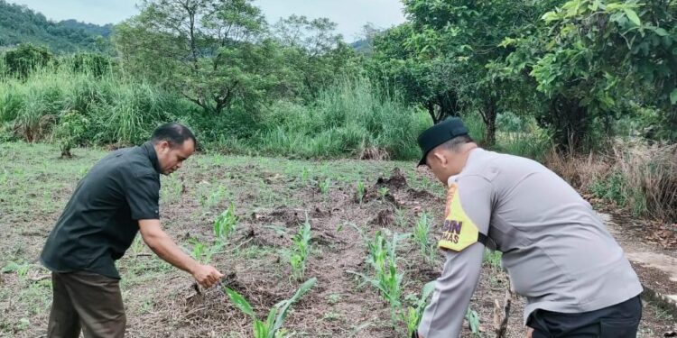 Polsek Rokan IV Koto Tingkatkan Dukungan Sarana dan Prasarana Pertanian untuk Percepatan Swasembada Pangan