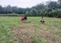 Polsek Rokan IV Koto Perkuat Sektor Hulu Pertanian, Dukung Ketahanan Pangan Nasional Melalui Pemantauan Tanaman Jagung