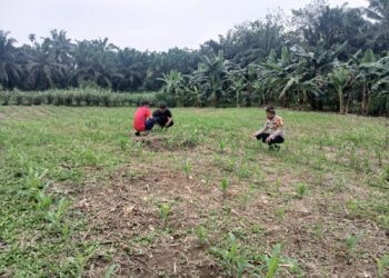 Polsek Rokan IV Koto Perkuat Sektor Hulu Pertanian, Dukung Ketahanan Pangan Nasional Melalui Pemantauan Tanaman Jagung