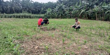 Polsek Rokan IV Koto Perkuat Sektor Hulu Pertanian, Dukung Ketahanan Pangan Nasional Melalui Pemantauan Tanaman Jagung