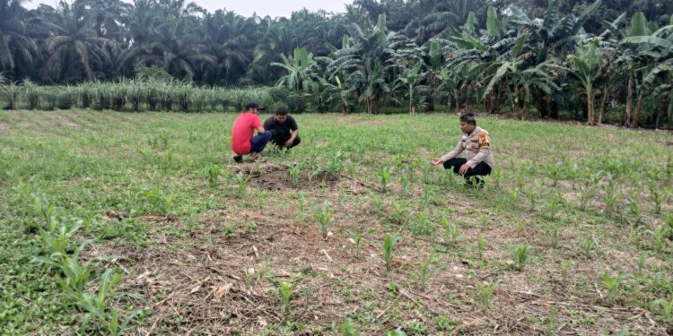 Polsek Rokan IV Koto Perkuat Sektor Hulu Pertanian, Dukung Ketahanan Pangan Nasional Melalui Pemantauan Tanaman Jagung