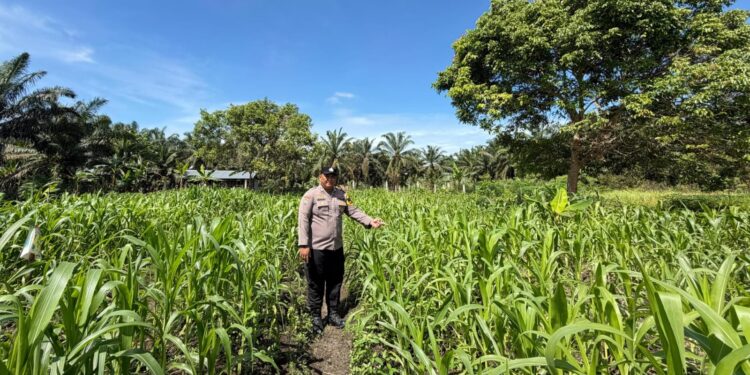 Polsek Bonai Darussalam Cek Pertumbuhan Jagung di Desa Kasang Mungkal untuk Dukung Ketahanan Pangan Nasional
