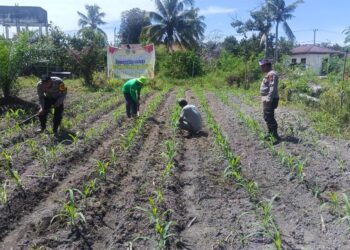 Polsek Kunto Darussalam Perkuat SDM Pertanian Desa Pasir Luhur untuk Swasembada Pangan Nasional