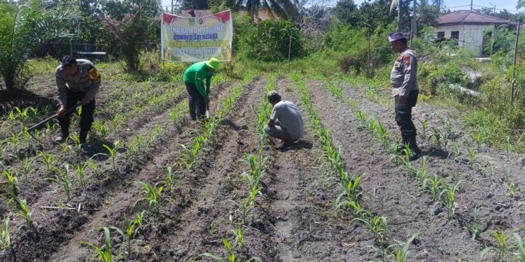 Polsek Kunto Darussalam Perkuat SDM Pertanian Desa Pasir Luhur untuk Swasembada Pangan Nasional