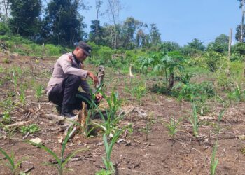 Kawal Pertanian dari Desa Cipang Kiri Hilir, Polsek Rokan IV Koto Perkuat Fondasi Ketahanan Pangan Nasional