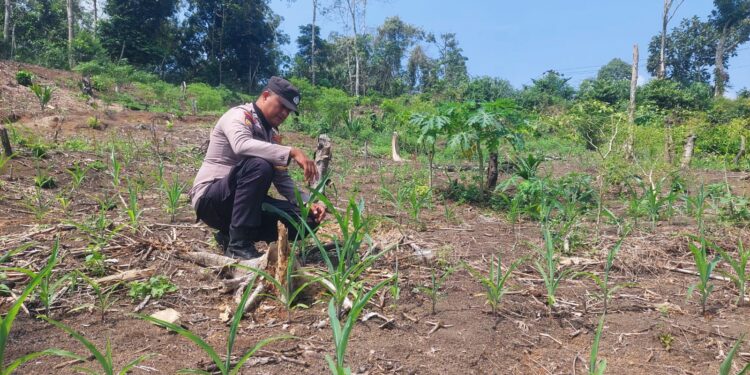 Kawal Pertanian dari Desa Cipang Kiri Hilir, Polsek Rokan IV Koto Perkuat Fondasi Ketahanan Pangan Nasional