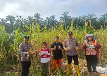 Kawal Panen hingga Penjualan, Polsek Rambah Hilir Pastikan Hasil Jagung Petani Terserap Optimal dukung Ketahanan Pangan Nasional