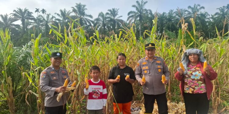 Kawal Panen hingga Penjualan, Polsek Rambah Hilir Pastikan Hasil Jagung Petani Terserap Optimal dukung Ketahanan Pangan Nasional