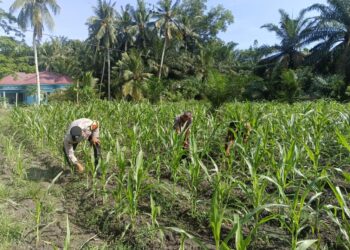 Polsek Kunto Darussalam Perkuat Ketahanan Pangan Nasional dan Keberlanjutan Lingkungan Melalui Pemantauan Jagung Hibrida”.