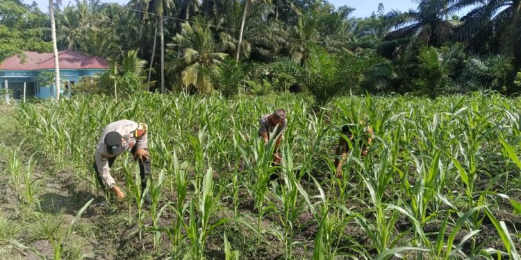Polsek Kunto Darussalam Perkuat Ketahanan Pangan Nasional dan Keberlanjutan Lingkungan Melalui Pemantauan Jagung Hibrida”.