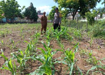 Polsek Rokan IV Koto Pantau Perkembangan Jagung, Dorong Hilirisasi Pertanian dan Swasembada Pangan Nasional