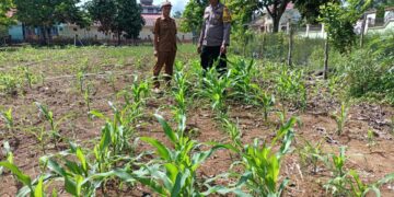Polsek Rokan IV Koto Pantau Perkembangan Jagung, Dorong Hilirisasi Pertanian dan Swasembada Pangan Nasional